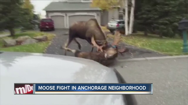 [Image: VIDEO__Moose_duke_it_out_on_Alaska_drive...40_480.jpg]