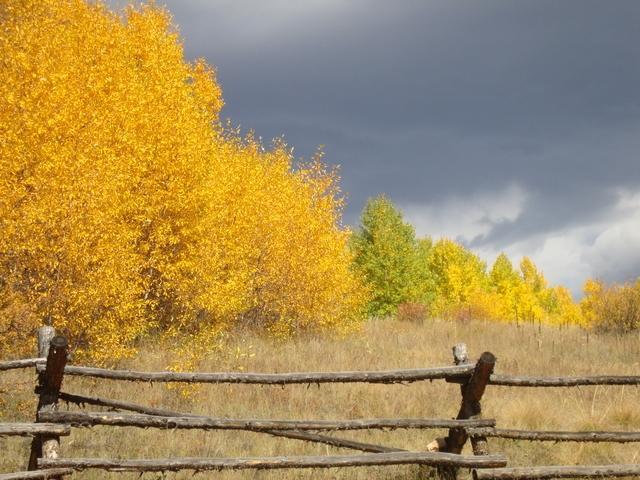 Fall Colors Explained Why The Leaves Of Aspen Trees Change From Fall Colors Explained Why The Leaves Of Aspen Trees Change From Green To Gold In Autumn Denver7 Thedenverchannel
