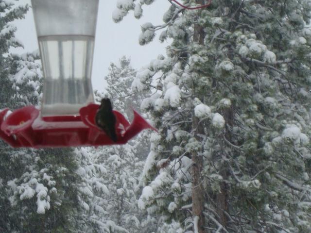Denver is no stranger to big snow in May