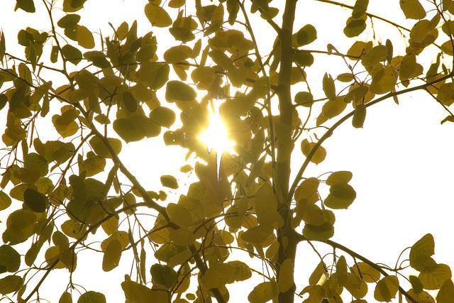 Denver's annual Earth Day tree sale is this weekend