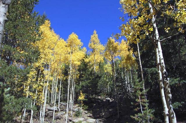 Boy falls to death hiking with family in Colorado Springs