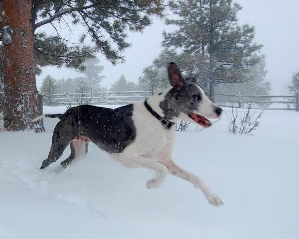Denver is 6th most pet-friendly city in the US, pet-sitting service says