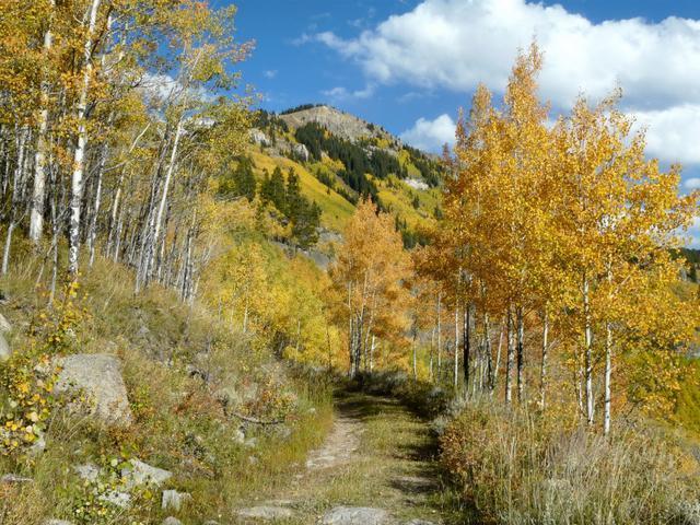 Mountain biker gets $1M after dog attack