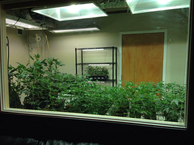 Colorado illegal pot grower sentenced to 10 years in prison