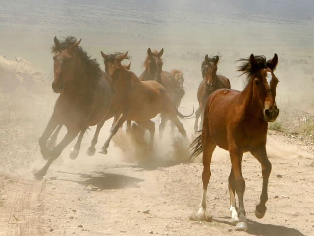 Trump budget would allow sale of wild horses for slaughter