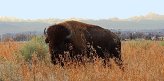 Construction begins on $2.5M wildlife fence on Interstate 70