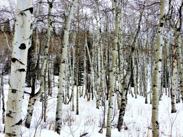 Police: Aspen teen confesses to threat that closed schools across region