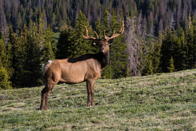 Rocky Mountain National Park gets top ranking for 2016 visits