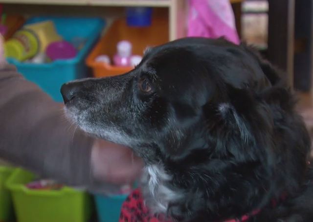 Dog saves owner from carbon monoxide poisoning