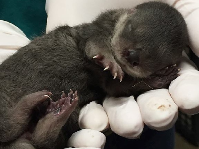 Baby river otters born at Pueblo Zoo!