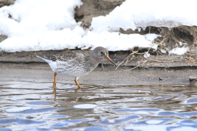 Teenage twins spot rare purple sandpiper in Colorado