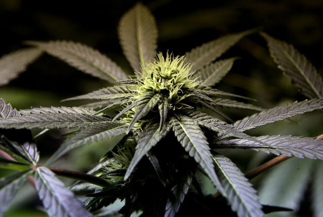 What Colorado pot sales could fund in 2017