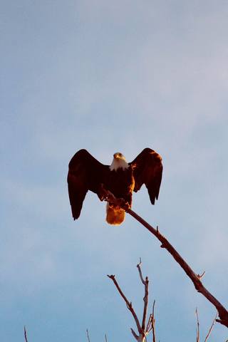 Slideshow: Bald eagle spotted at Cherry Creek State Park