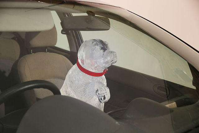 House to hear Colorado bill allowing people to break into hot cars to save people, pets
