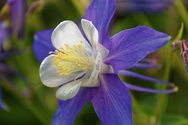 Finding the best trees, plants, flowers for the Denver metro area