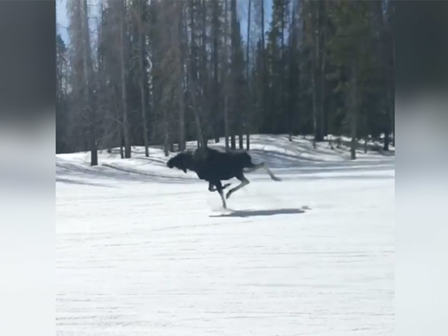 VIDEO: Moose runs along snowboarders at Breckenridge Ski Resort