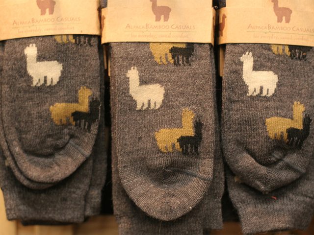 Hundreds of alpacas come to Denver for the 2017 National Alpaca Show