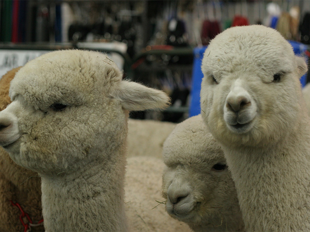 Hundreds of alpacas come to Denver for the 2017 National Alpaca Show