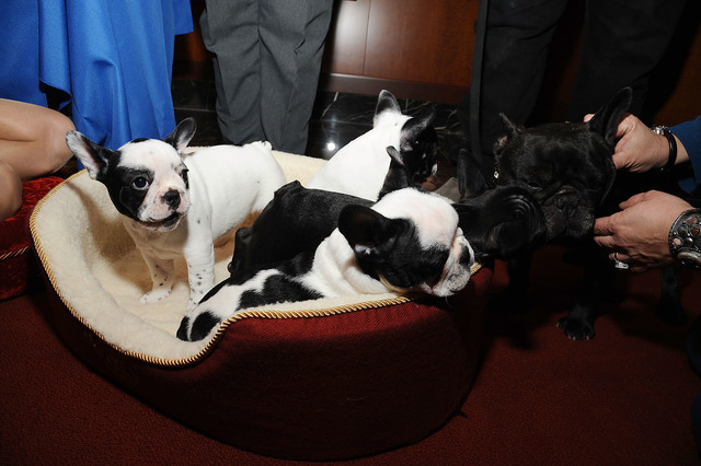 Top 8 Denver dog breeds and what they looked like as pups