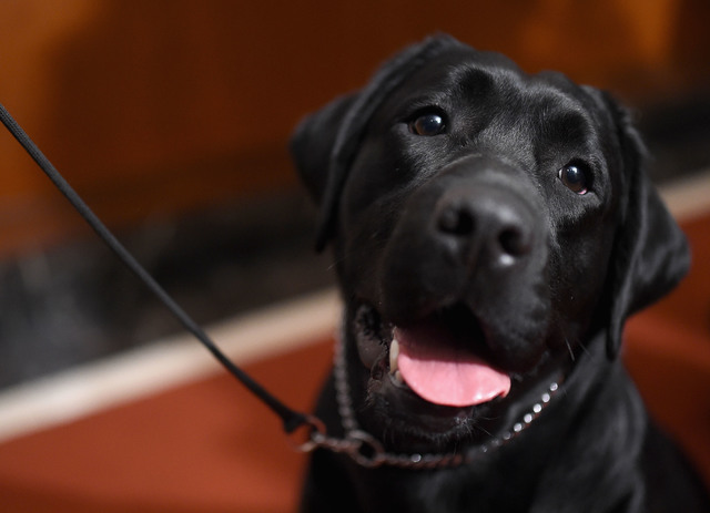 Here are Denver's most popular dog breeds