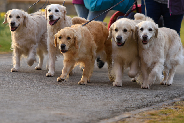 Top 8 Denver dog breeds and what they looked like as pups