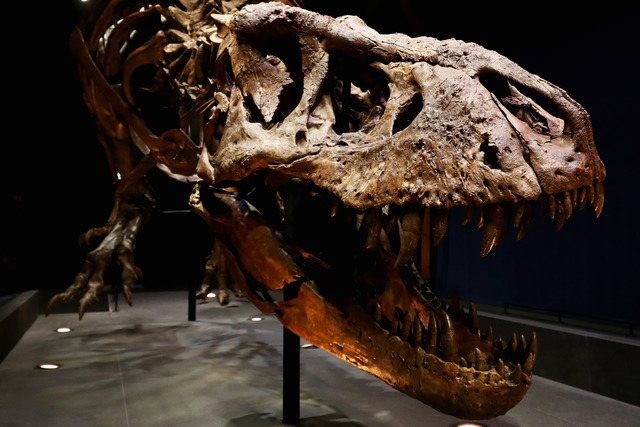 PHOTOS: 10 dinosaurs that roamed Colorado millions of years ago