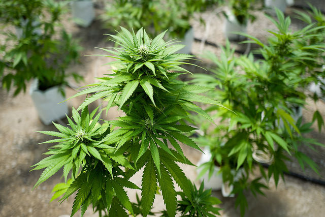 Bipartisan bills to protect marijuana from federal crackdown introduced by Colo. members of Congress