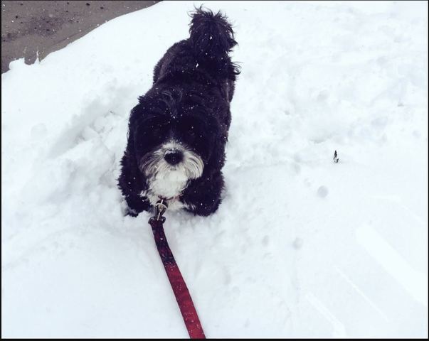 Spring snowstorm turns Denver metro into winter all over again