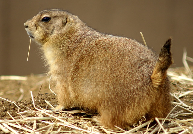 Longmont pushing tougher prairie dog exterminations rules