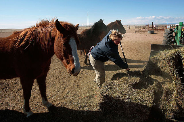 Tennessee rescue group giving Colorado horses get 2nd chance