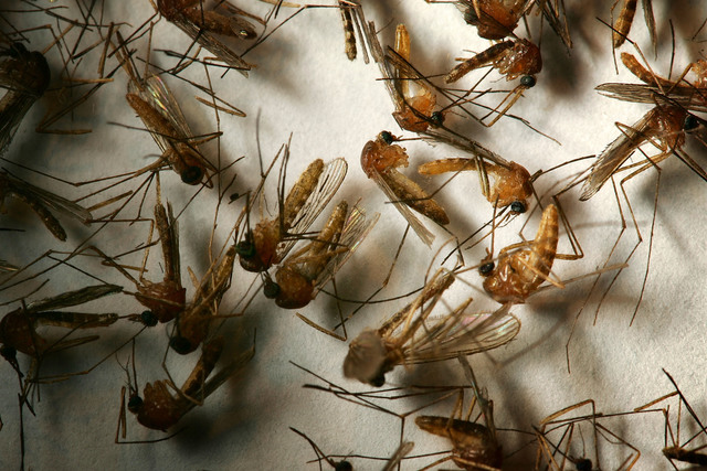 More West Nile virus found in Colorado: What to know