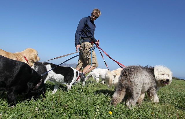 New law gives ease to dog sitters using online services