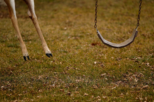 Colorado Springs urged to consider urban deer hunting