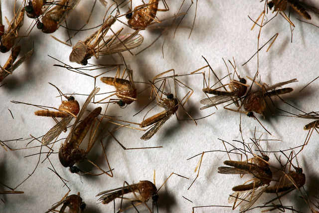 Summer may be waning, but Colorado's West Nile season is in full swing