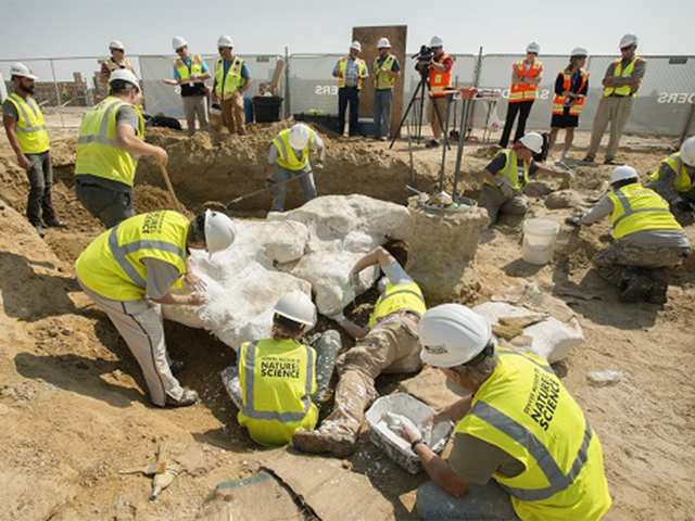 Larger portions of Triceratops fossil to be unveiled at Denver Museum of Nature and Science