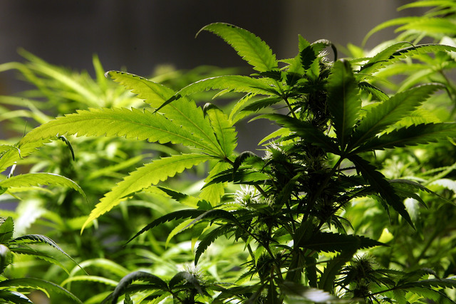 Report from Colorado doctors finds possibility of first death attributed to marijuana