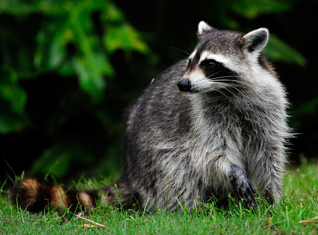 Rabid raccoon attacks 2 dogs in Denver neighborhood