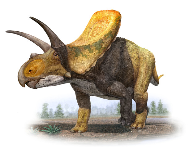 Fossil Discovered At Denver Construction Site Revealed To Be From A Torosaurus Fossil Discovered At Denver Construction Site Revealed To Be From A Torosaurus