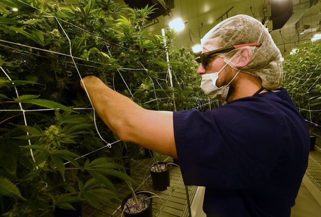If you've ever been interested in getting into the marijuana industry, One Cannabis might be for you