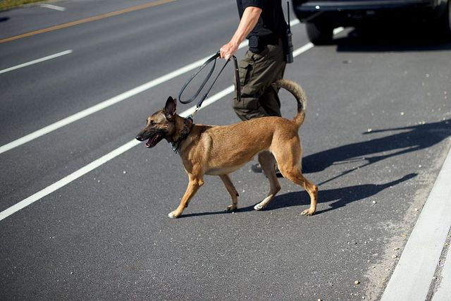 Colorado Supreme Court to review appeals court's decision on drug dogs, pot and police searches