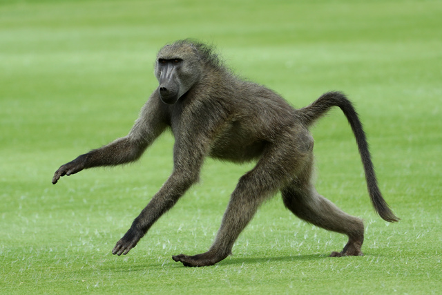 Paris zoo evacuated after 52 baboons escape enclosure Paris zoo evacuated after 52 baboons escape enclosure