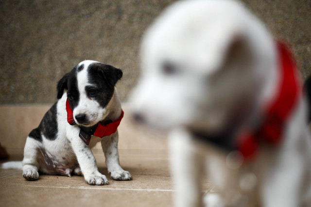 Puppy tests positive for rabies in Pueblo