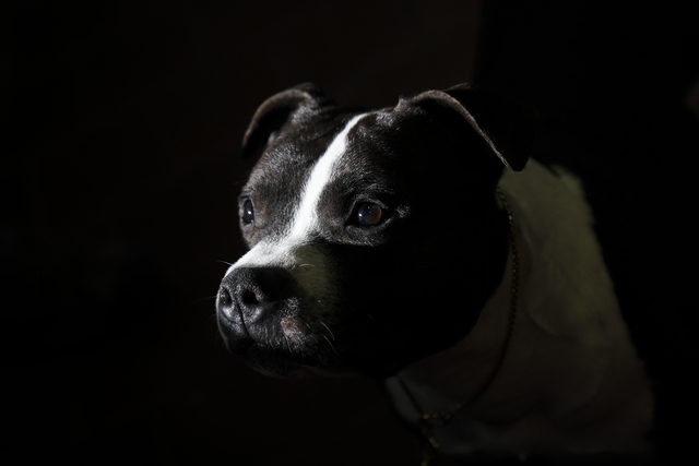 Castle Rock Town Council repeals ban on pit bulls