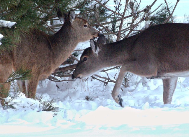 Colorado officials increase limit for licenses on some big game