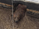 Dog stuck in waste water plant gets rescued