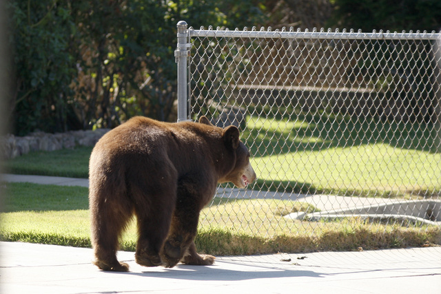 Fatal bear attacks are rare in Colorado, but possible
