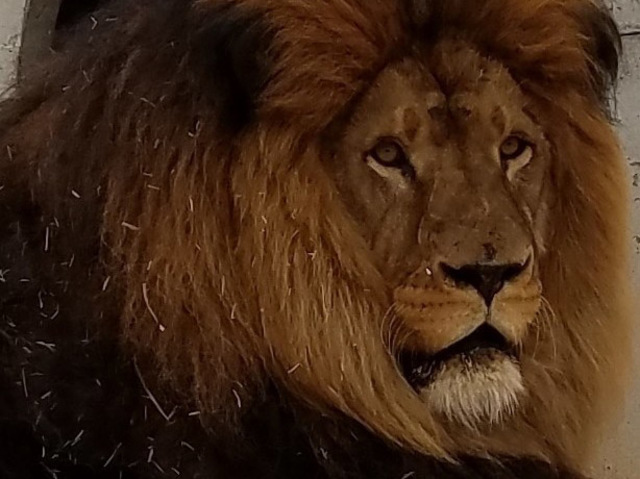 South Korea zoo lions that killed keeper relocated to Colorado sanctuary