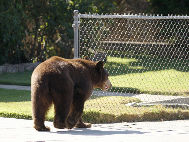 Police: Bear kills dog in backyard of Aspen home