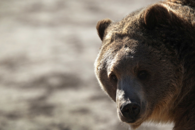 Mesa County fair to continue with bear act despite protests