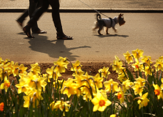 Humans wanted: Dogs in Denver shelter available for mid-day walks Aug. 8